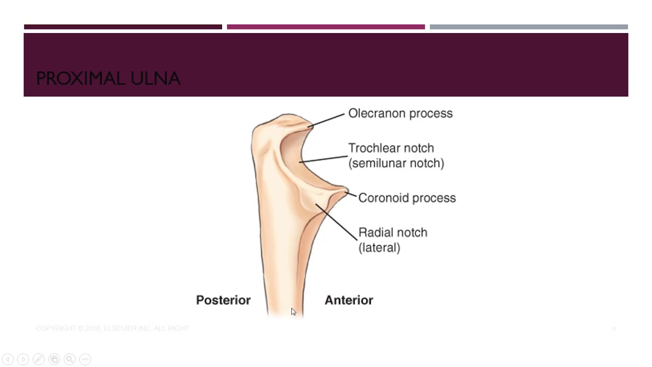 chapter 4 anatomy of forearm and elbow