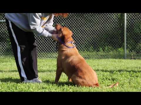 Manny: Adopted!, an adopted Retriever Mix in Kansas City, KS_image-1