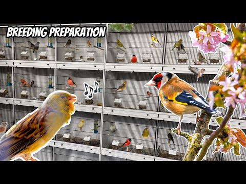 Conditioning Finches & Canaries for Breeding