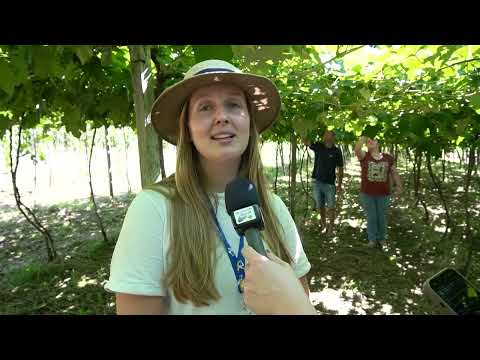 Ametista do Sul dá início à safra da uva 2025 e abre oficialmente a vindima – Rio Grande Rural