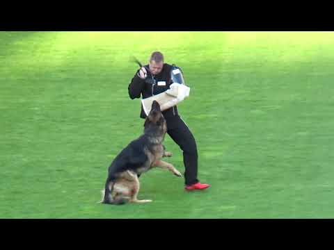 2021 SV BSZS TSB 1013 EZ Victor v Nurburgring Vorhanden