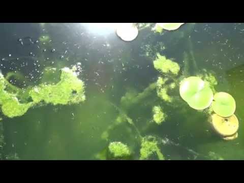 Koibrut bei 26°C Wassertemperatur