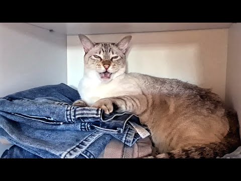 Naughty Lynx point Siamese cat arguing with his human and BITES!