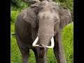 Asian Elephant Trumpet