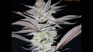 Happy Marijuana Holidays from Strictly Herbs & Canna Republic "Don't Forget To Stuff The Stocking!"