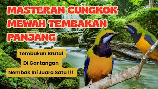 Download lagu Cucak Cungkok Gacor || Isian Mewah Suara Jernih Dan Ada Suara Gemericik Air mp3