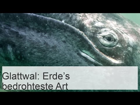 Der Japanische Glattwal ist die am stärksten bedrohte Art der Erde