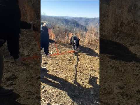 #The bear fell into a trap