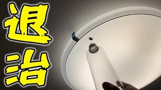 【また出た】天井にいるカメムシを簡単に退治する方法【不法侵入】