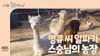 [나는농부다 285회] 병규 씨 알파카 스승님의 농장