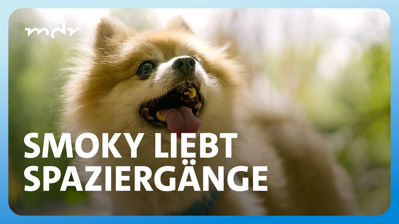 Der tierische Fall der Woche: Spitz Smoky aus Ilmenau | Tierisch tierisch | MDR