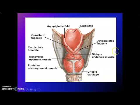 ANATOMY OF LARYNX 1_ Anatomy Book Club
