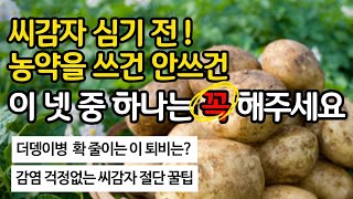 감자 심기 전! 이 넷중 하나는 꼭 해 주세요. 감자 질병 예방 꿀팁