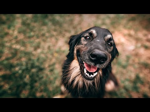 Funny Dogs and Cat | Funniest Pets | Anusha HW channel