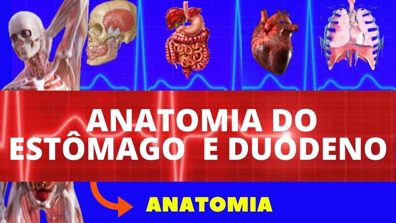 ANATOMIA DO ESTÔMAGO E DUODENO - SISTEMA DIGESTÓRIO (ANATOMIA HUMANA) - ENSINO SUPERIOR