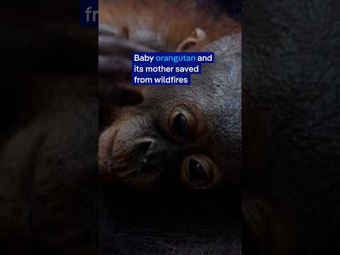 Orangutan mother and infant rescued from wildfire in Indonesia | DW News