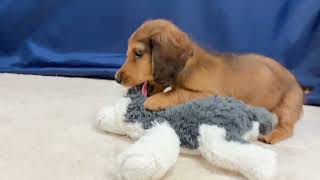 ミニチュアダックスの動画01