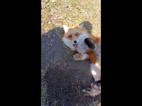 Dixiedo fox runs away with my phone. Tries to bury it.