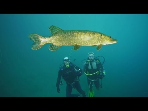 Warum tauchst du auch bei uns ?