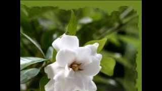 NIKOS IGNATIADIS - GARDENIA