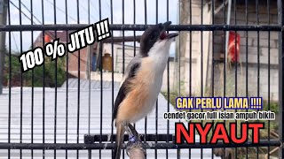 Download lagu cendet gacor HANDAL EMOSI MEWAH buat PANCINGAN CENDET AGAR BUNYI bikin BURUNG PENTET GACOR SEKETIKA mp3