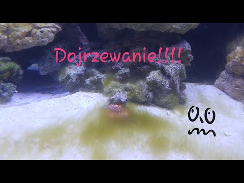 02. Duże tanie akwarium morskie.Projekt 300. Dojrzewanie
