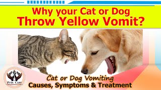 Why your Dog or Cat Throw Yellow Vomit?