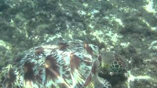 preview picture of video 'Turtles on The Beach, Apo island, Dumaguette, negros, Philippines'