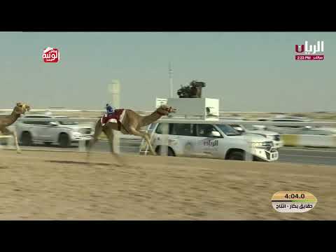 ش 13 (هتان) لـ عبدالله سعيد صالح سعيد القريصي 5:50:73 مهرجان الأمير الوالد 2026/2/3 حقايق الشحانية