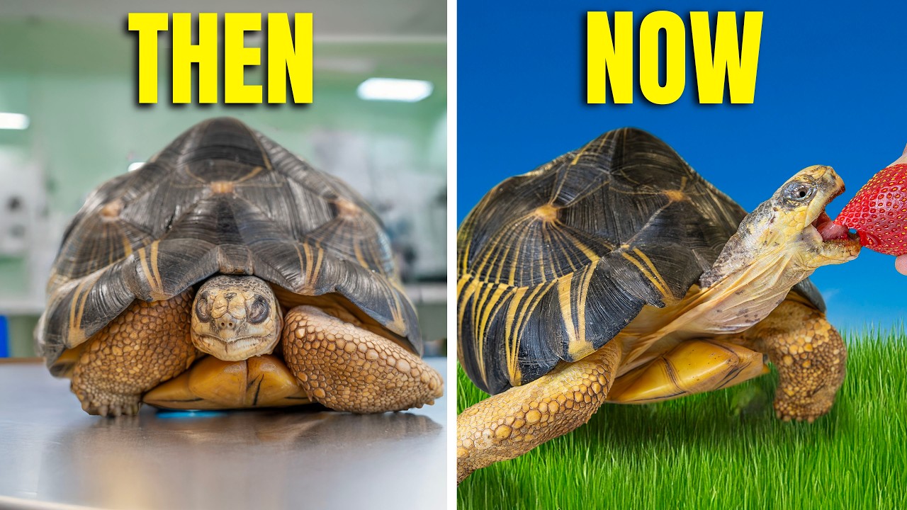 Tortoise Impacted with Stone Wants to Live + Saving Tortoises from Iran