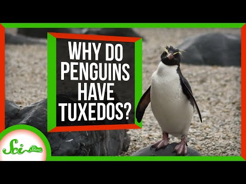 Countershading: Why Do Penguins Wear Tuxedos?