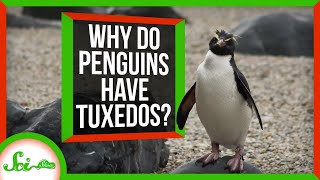 Countershading: Why Do Penguins Wear Tuxedos?