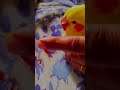 My Cockateil Died😞Blood Vomit| Hardest Part of Being a Pet Parent😔 |We lost that Beauty💔Miss You