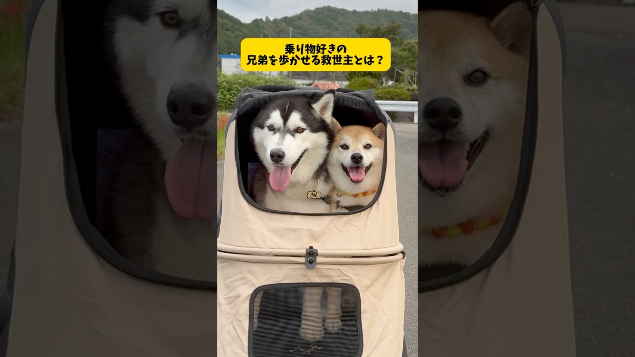 大型犬を歩かせる小型犬が凄すぎる件#柴犬#シベリアンハスキー#おもしろ #shorts