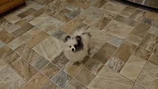 08232025 Parti Male (Ethel x Max)