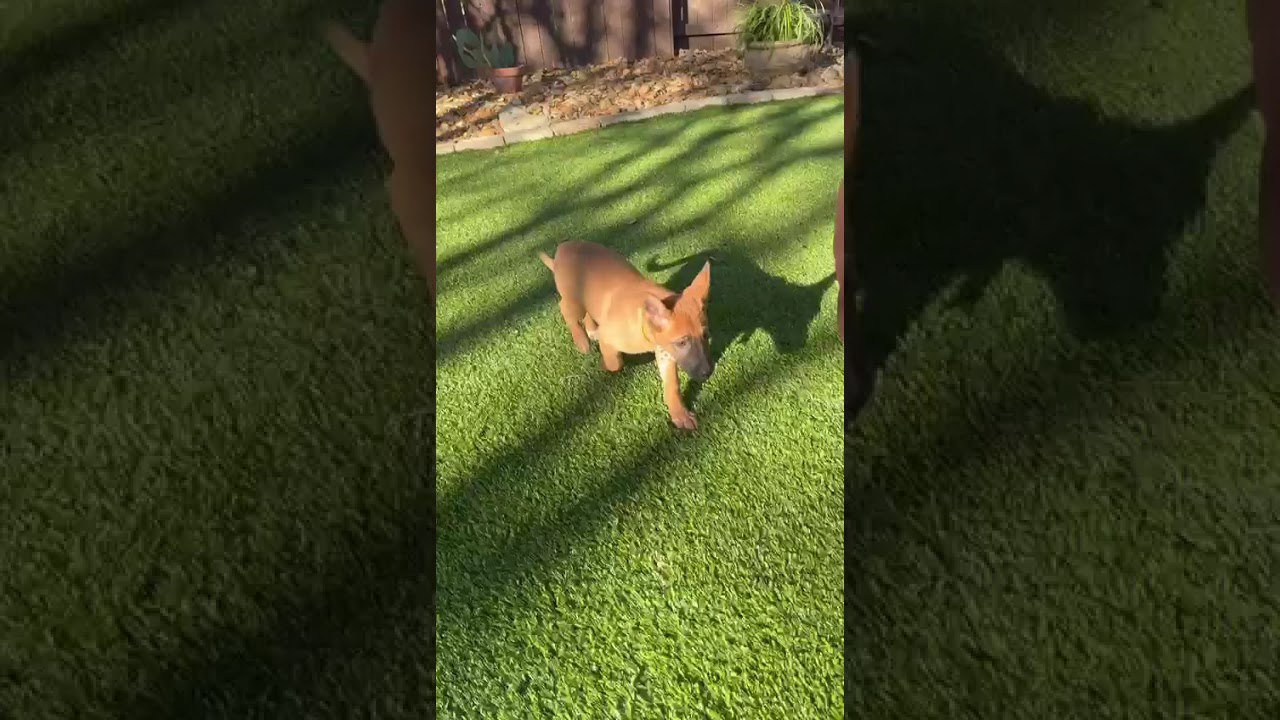 Tinga, a ADOPTABLE mixed breed in Southport, CT video 4/6