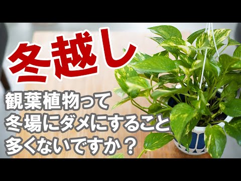 植物は冬の覆いの下で水をやるべきですか？はい、いいえ!  庭園