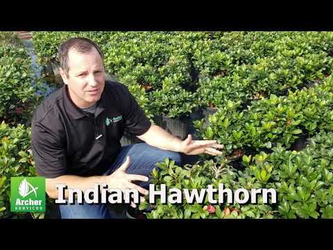 Indian Hawthorn - Archer Services