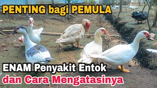 Download lagu Understanding Six Muscovy Duck Diseases and How to Treat Them mp3