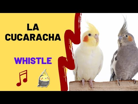 LA CUCARACHA with WHISTLE- Cockatiel Singing Training - Bird Whistle - Parrot Practice