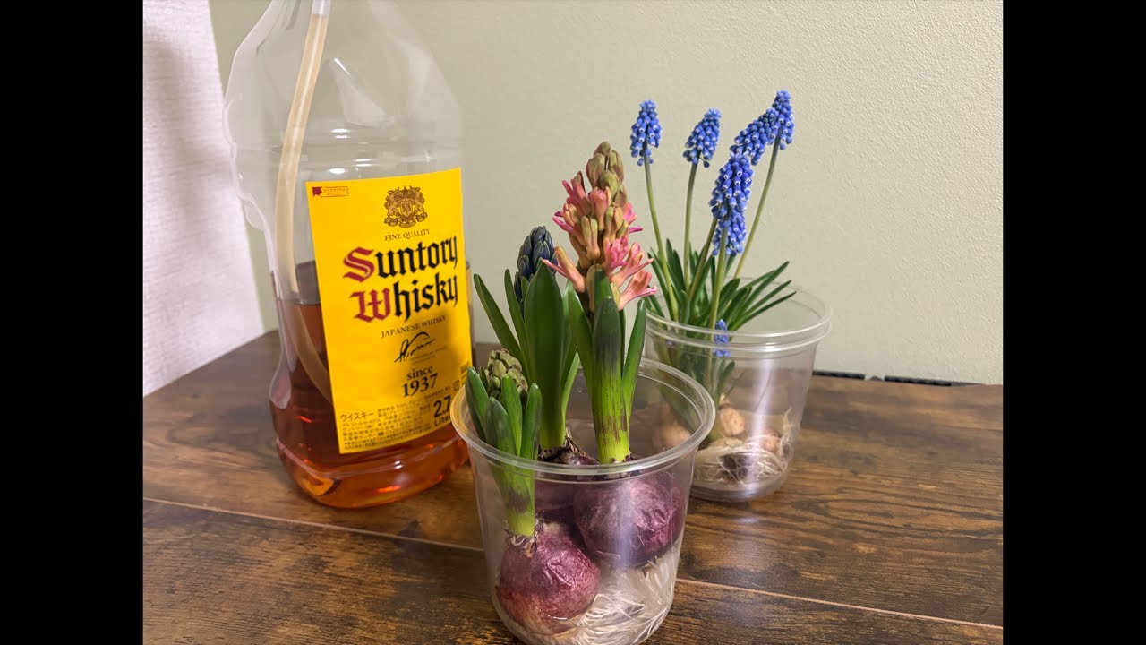 ヒヤシンスとムスカリとお酒と私【ライブ】