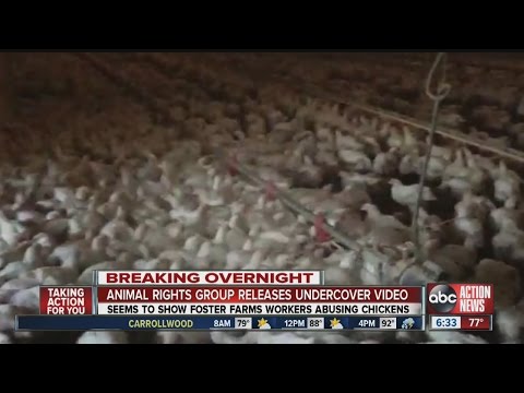 VIDEO: Police investigate Foster Farms after Mercy for Animals alleges abuse