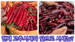 현재 고추시세와 앞으로 전망은? 홍고추,물고추,건고추 고춧가루 고추가루 가격 햇고추