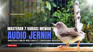 Download lagu Burung Ciblek SEMI Gacor NGEBREN Untuk Pancingan Ciblek dan MASTERAN BURUNG Kesayangan Anda mp3