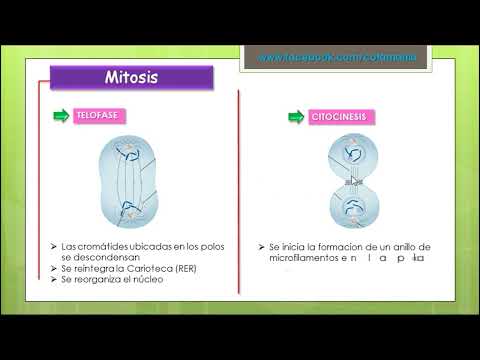 CICLO CELULAR- Cotamania