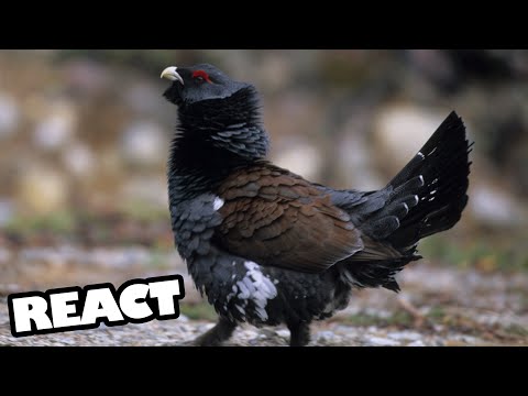 The Rackelhahn - an infertile bastard | React