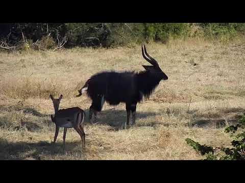 Djuma: Two Nyala bulls and Nyalas - 14:44 - 05/05/21