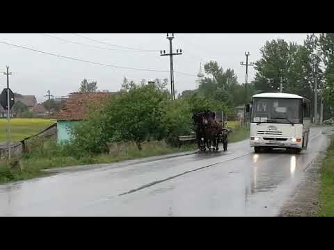 KWPN horses on traffic