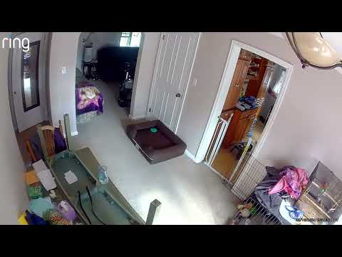 JONNY! Frog on the loose edition 😂