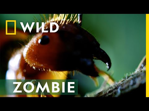 Dieser Pilz macht sie zu Zombies | Mai mit Biss